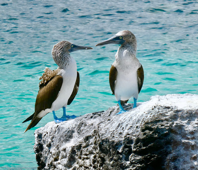 Galapagos 650x561 AK
